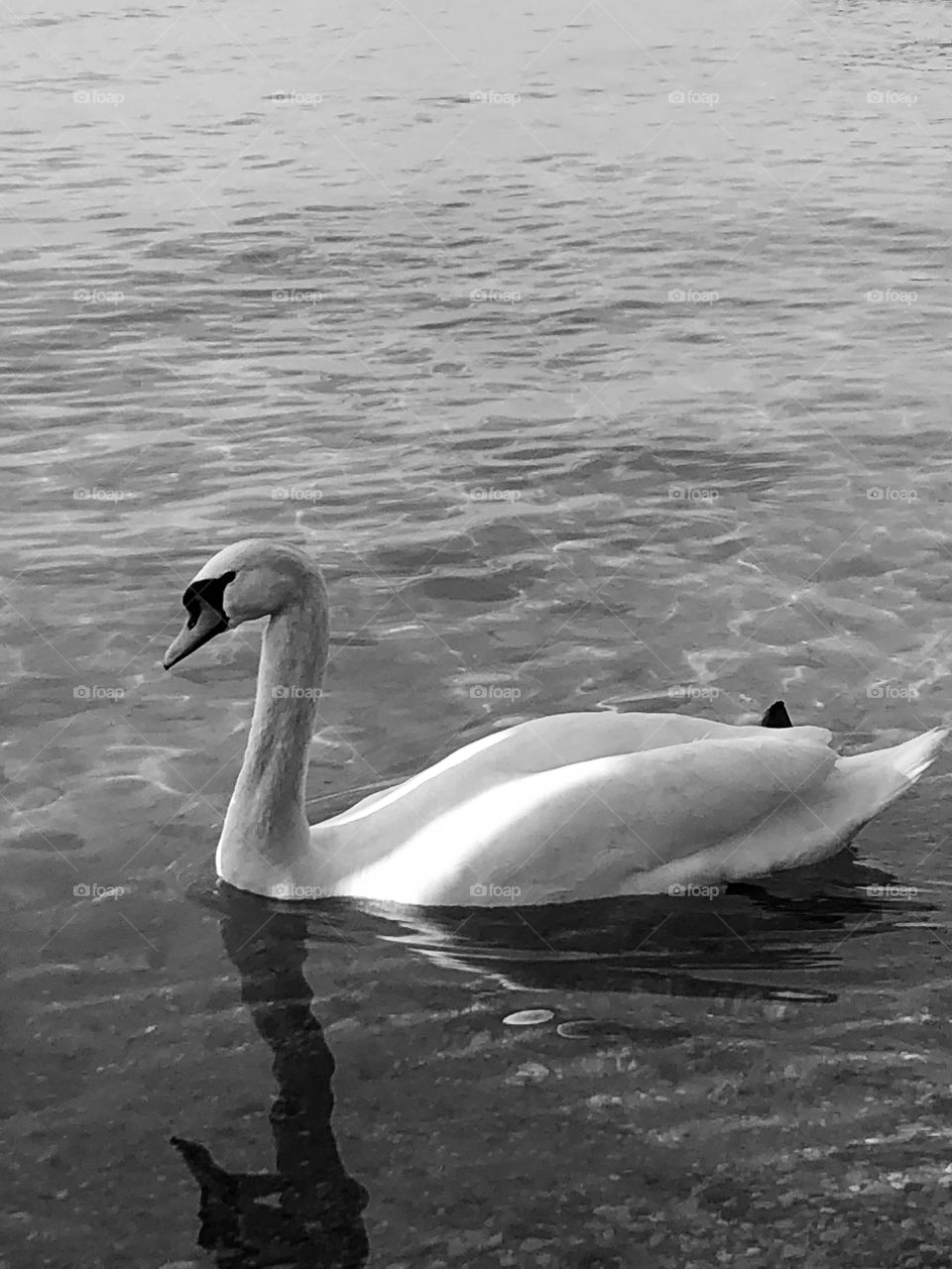 Garda Lake-Swan