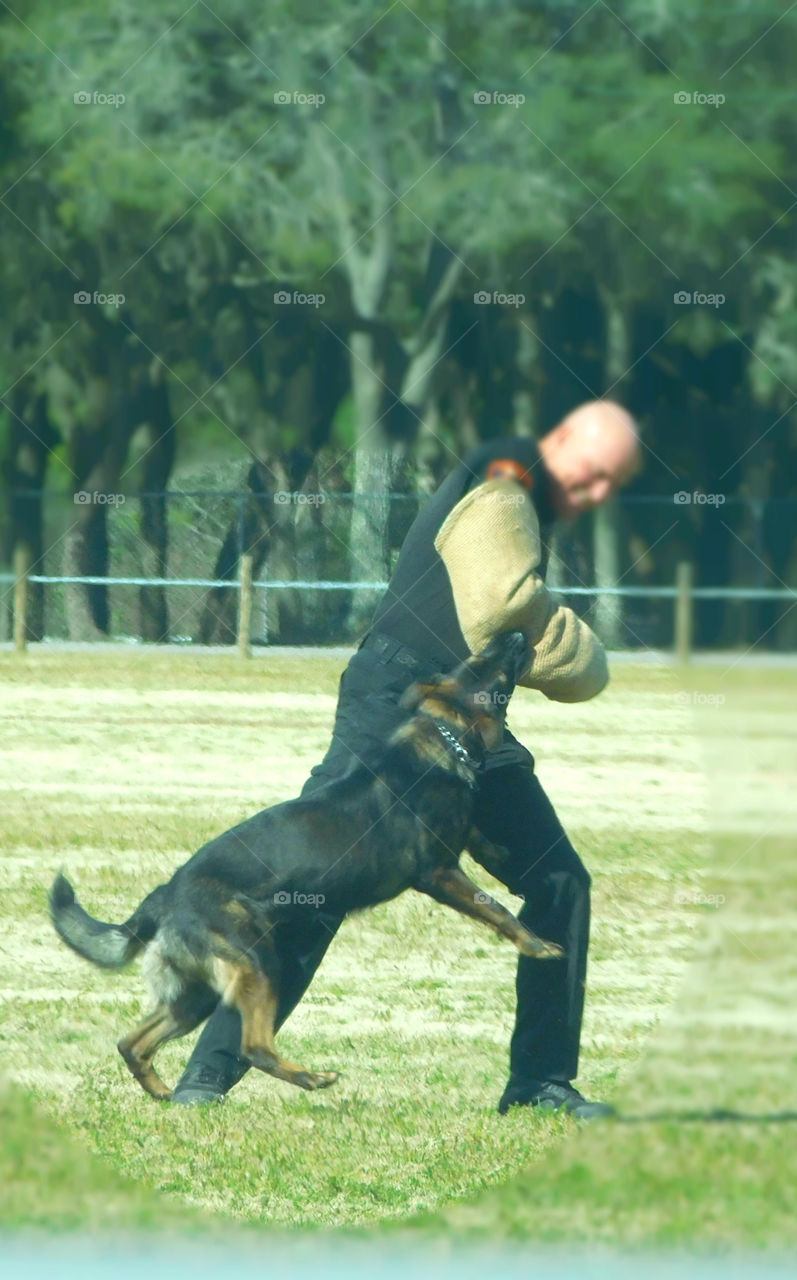 K9 dogs and their handlers prepare for their annual certification as they demonstrate their tactics!