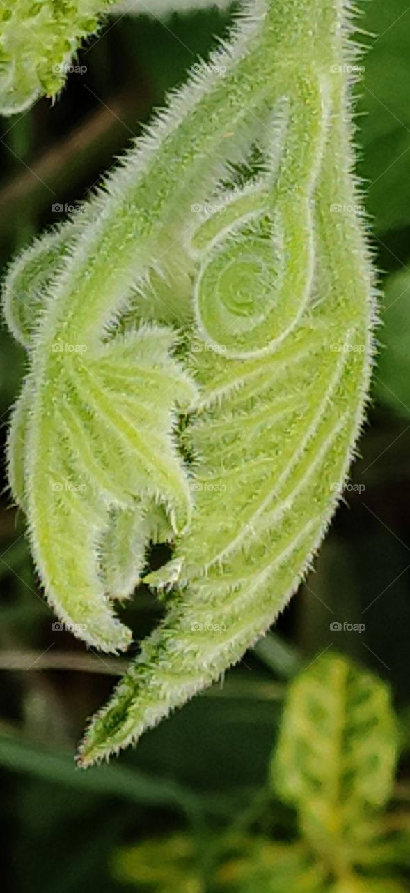Incredible mothernature is surprisingly Beautiful and amazing. spiraled young leaves of ridge gourd.
