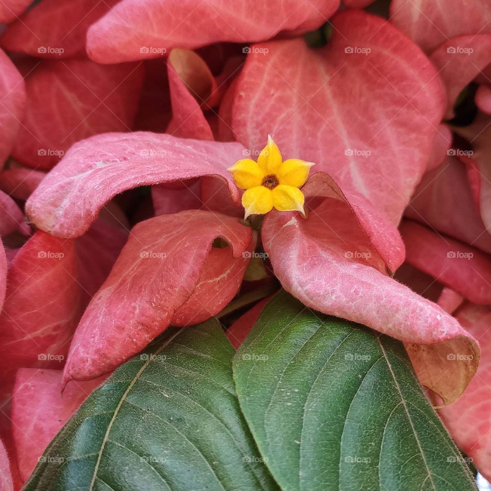 delicate autumn flower