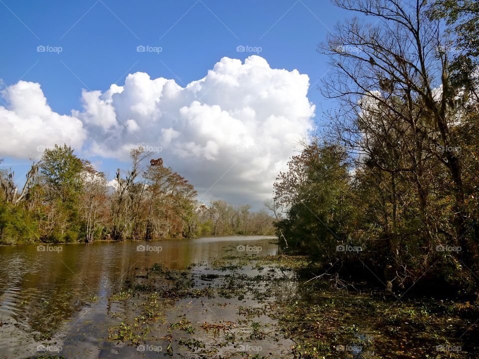 Bayou in New Orleans 