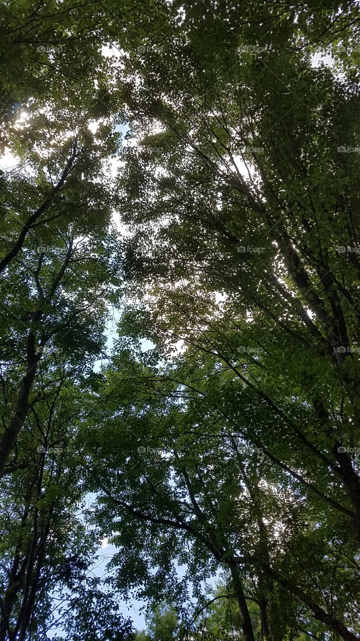 Wood, Tree, Leaf, Nature, Environment