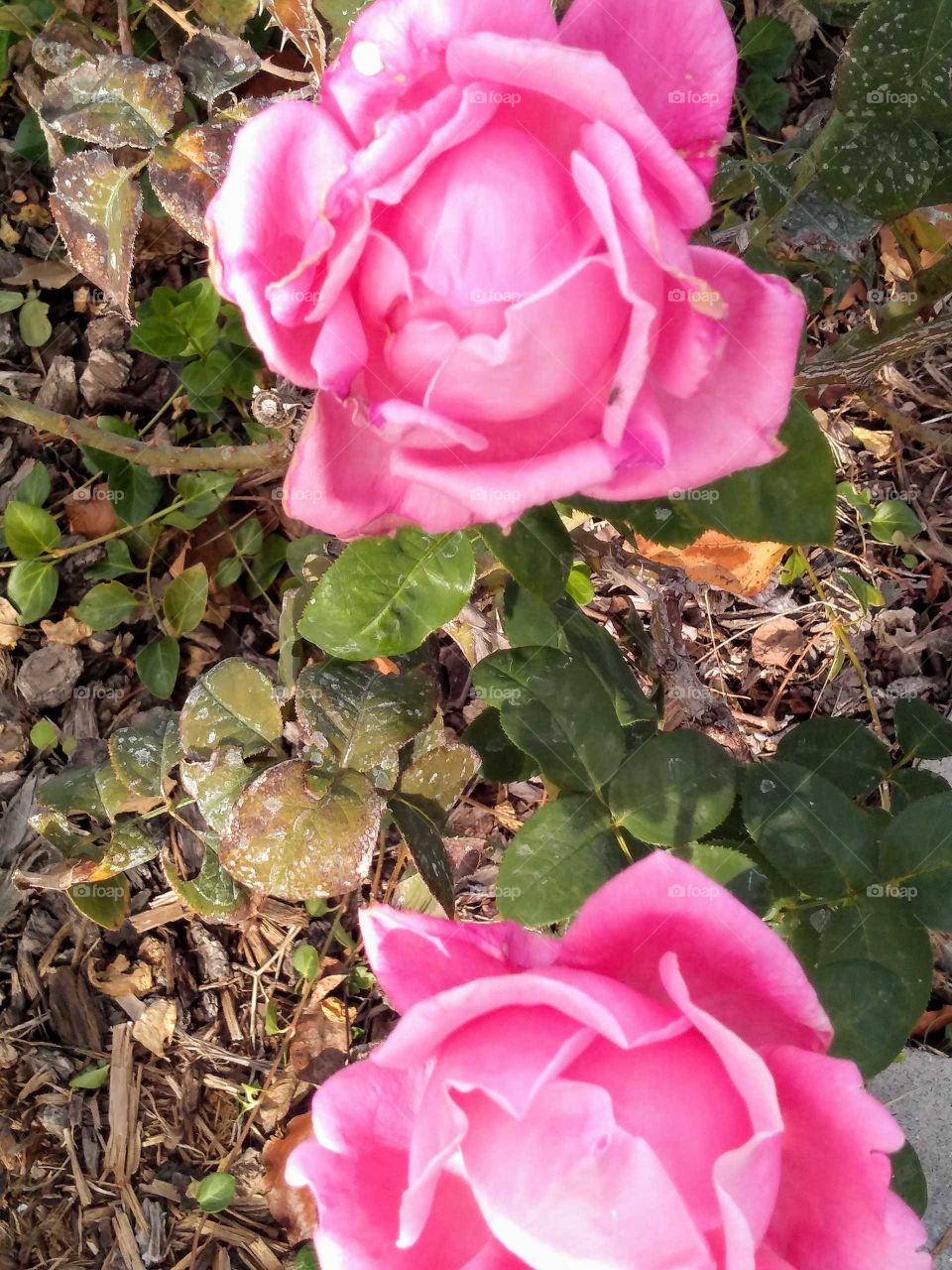 a perfect pink rose