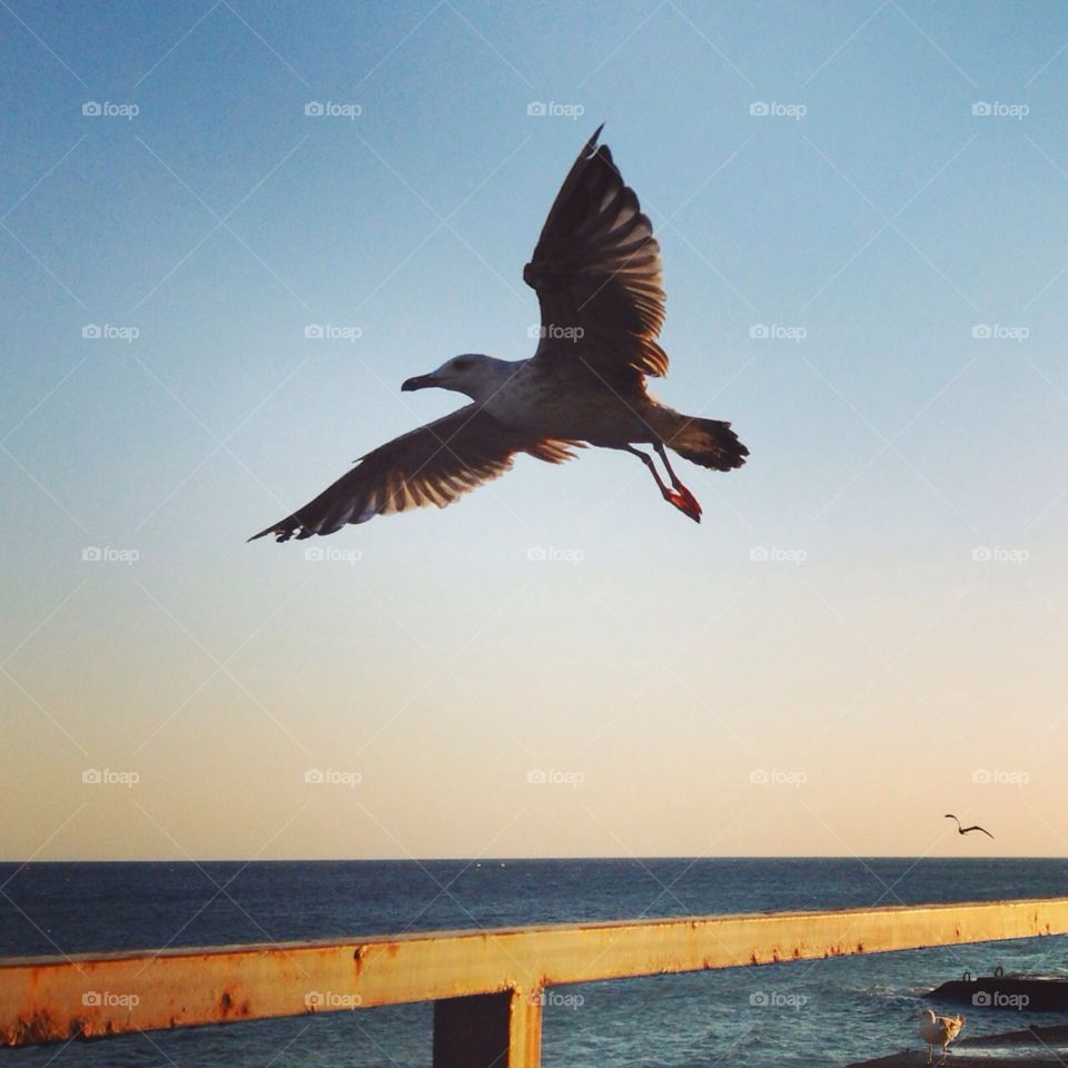 Bird, Seagulls, Water, Sky, No Person