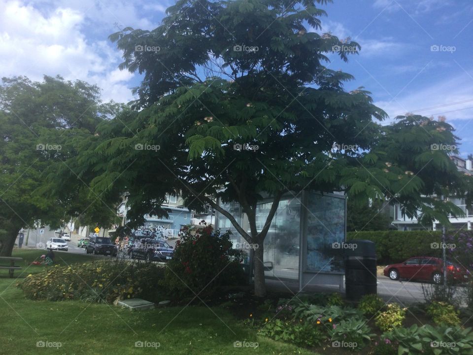 An exotic looking tree