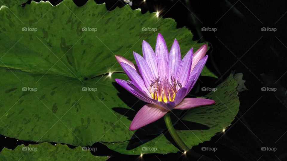 Water Lily 4