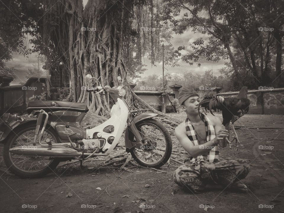 fighting cock trainer