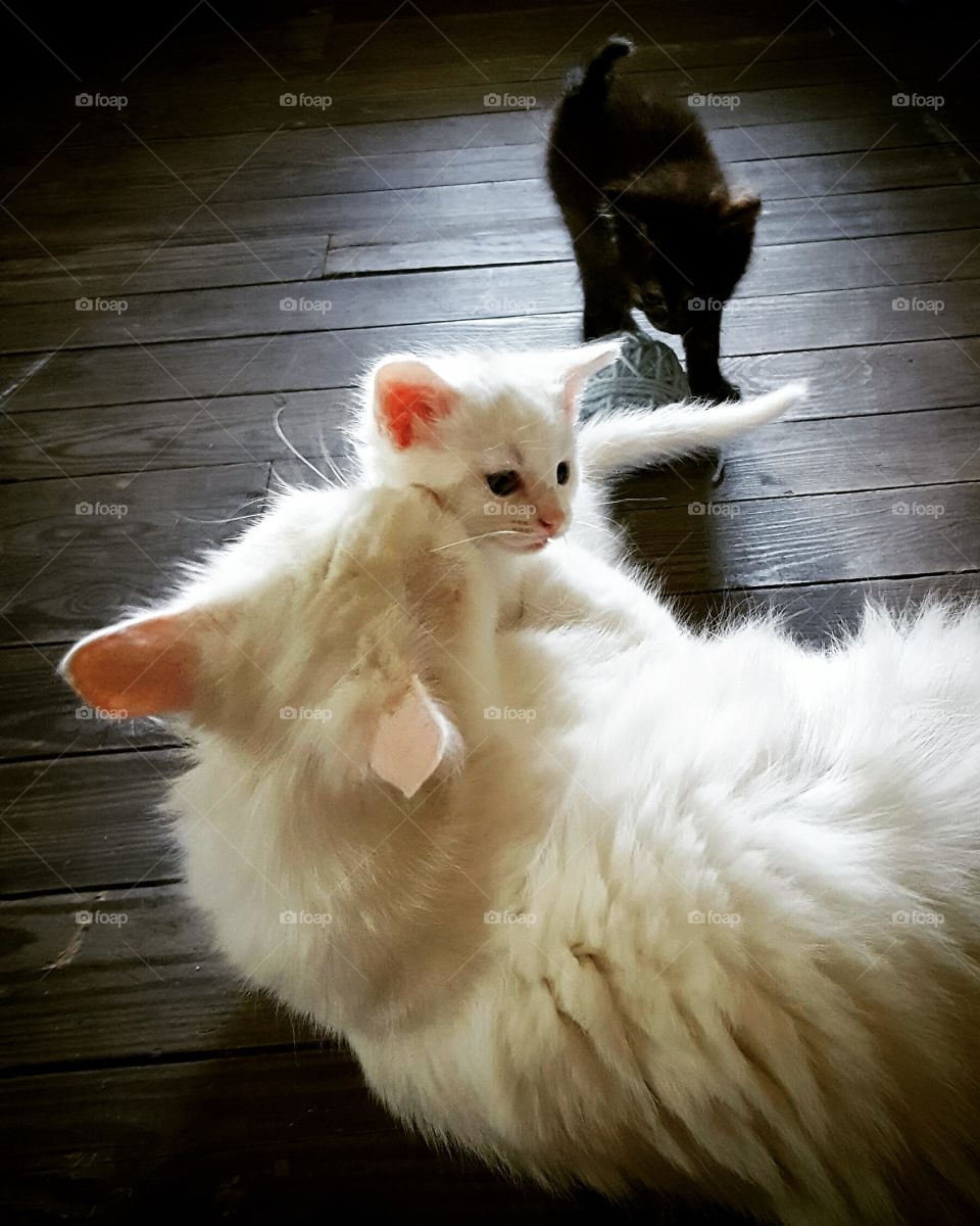 A mother cat shows affection to her sweet  baby.