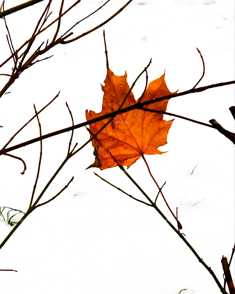 Autumn maple leaf on bare branches.  On a background of white snow