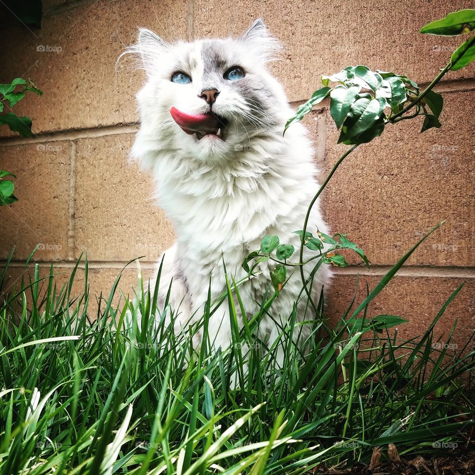 Daisy loves playing in the grass, she also loves being weird and wild. I caught the perfect moment that really shows off Daisy's wonderful personality.