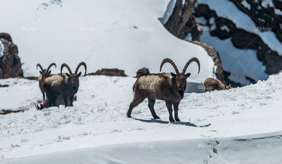 ibex posing for the camera in the snow land 🙂