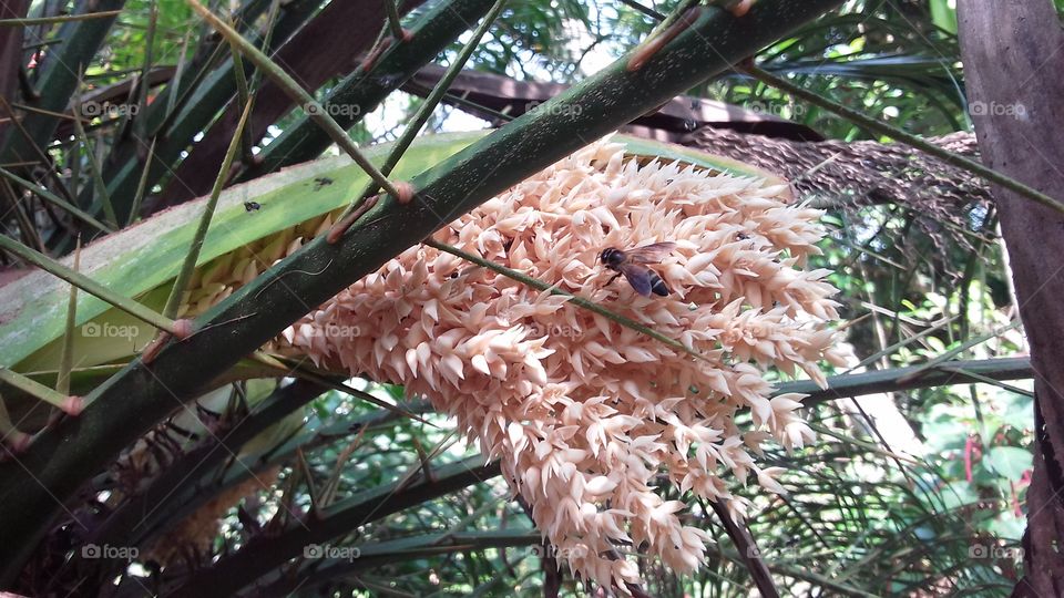 Palm flower