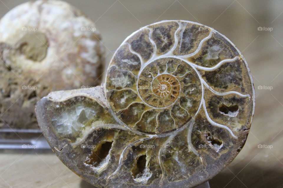 Fossil ammonite close up