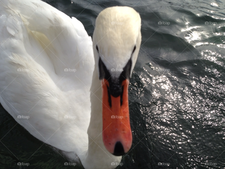 nature water lake swan by Elina