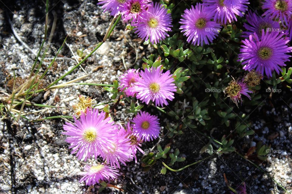 Pink flowers atop table mountain
