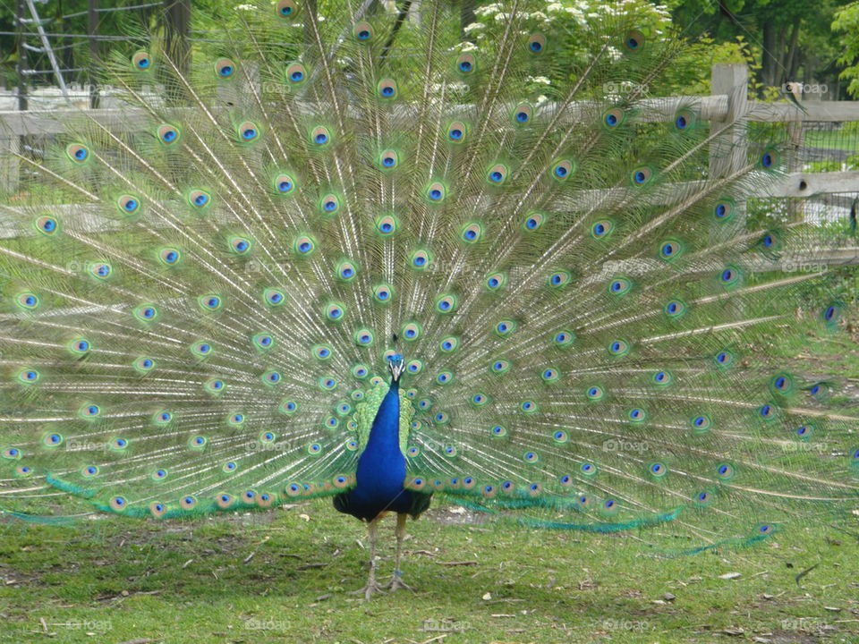 peacock