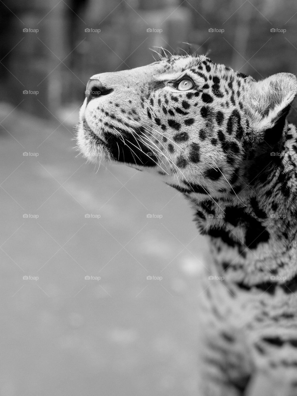 leopardo