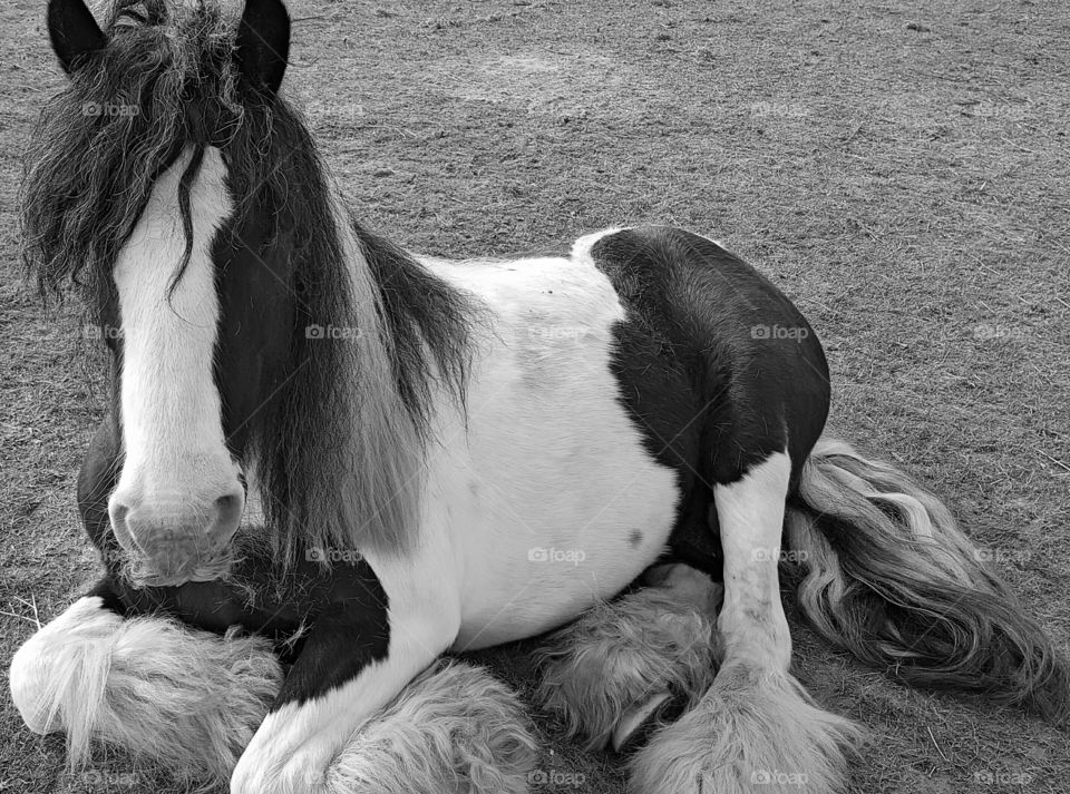 Lying Down Pony In Black and White