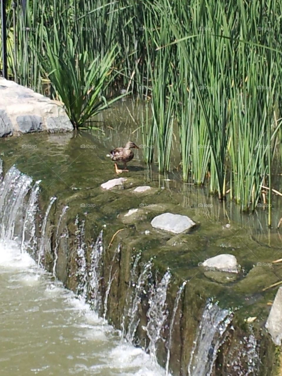 Duck bathing