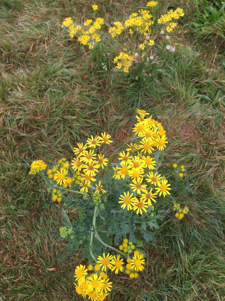 Flowers in September