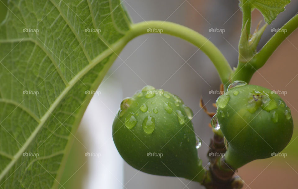Some early morning showers add to the life of this succulent green fig making it even more juicy.