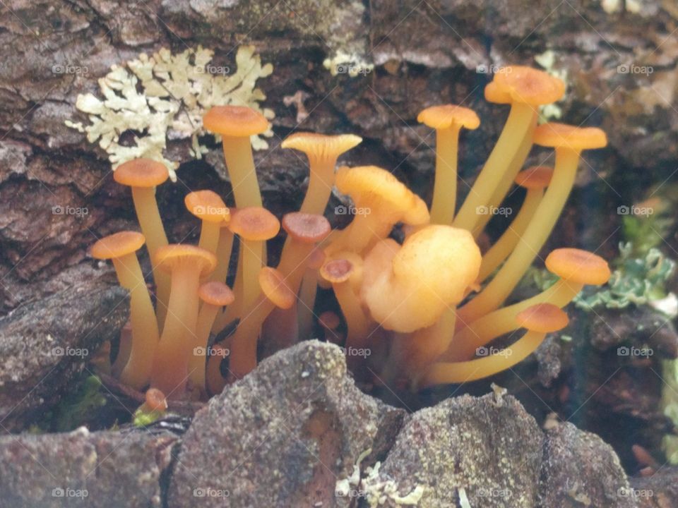 micro log mushrooms