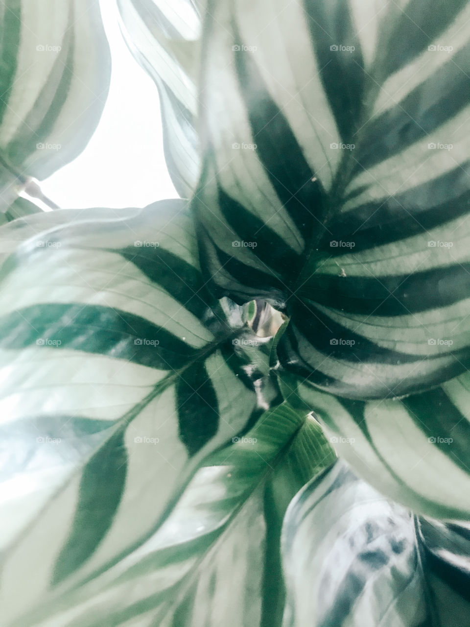 Green-striped leaves in pot