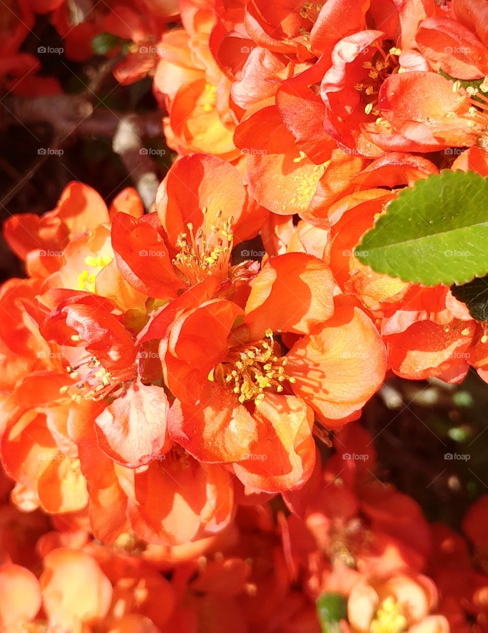 Frühling Blumen blühen Blüten rot orange