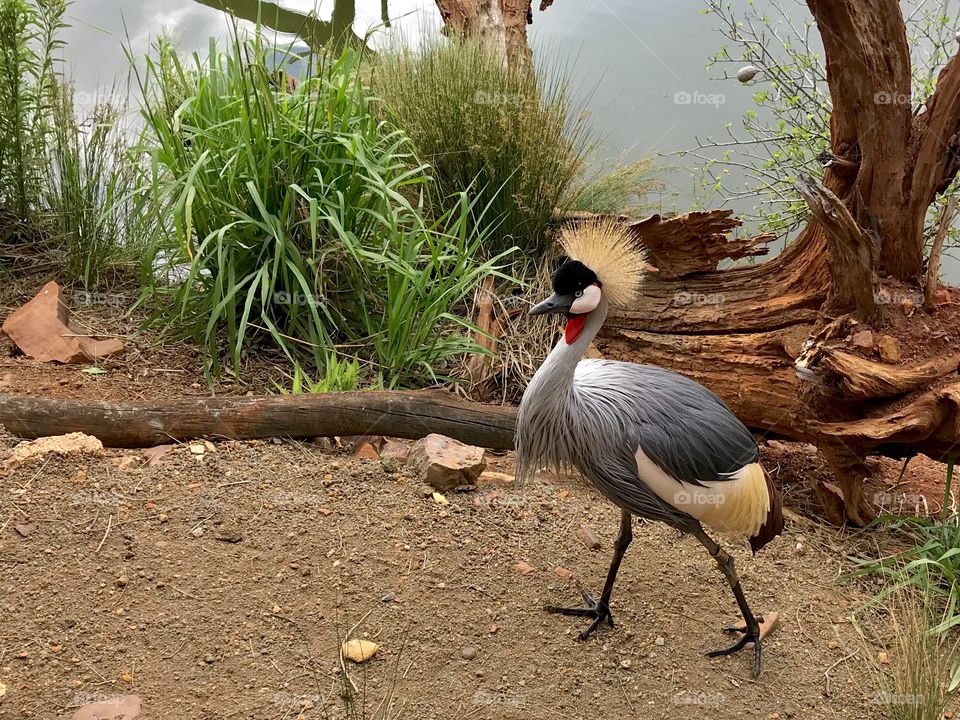 Grey crowned crane