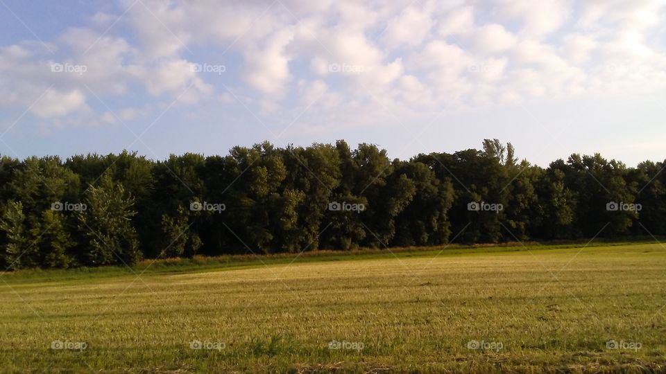 Landscape, Tree, Field, Nature, No Person