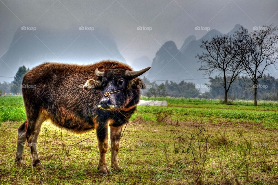 Waterbuffalo in Yangshuo, Autonomous Region of Guangxi