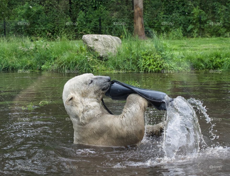 Polar bear playing