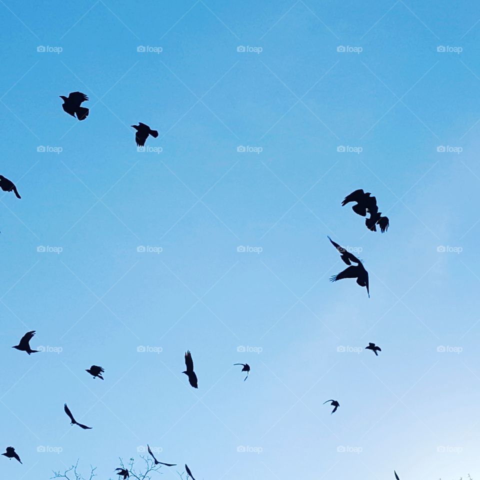 black birds fly