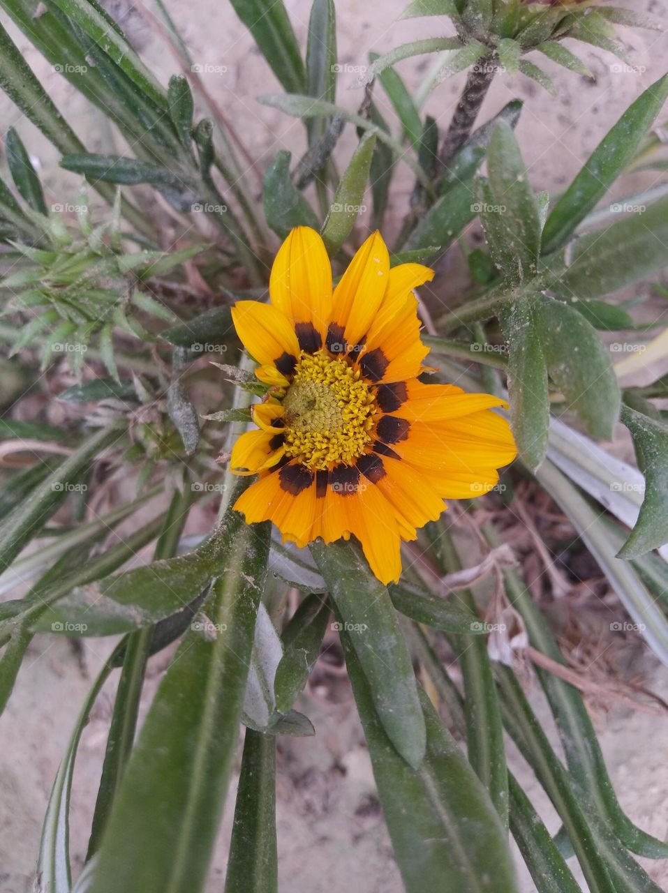 sunflower yellow fresh seasonal looking very beautiful generally found everywhere