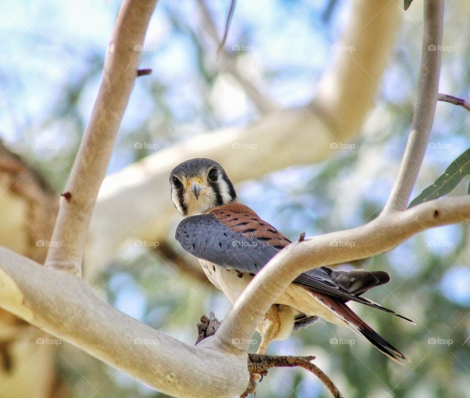 American Kestrel