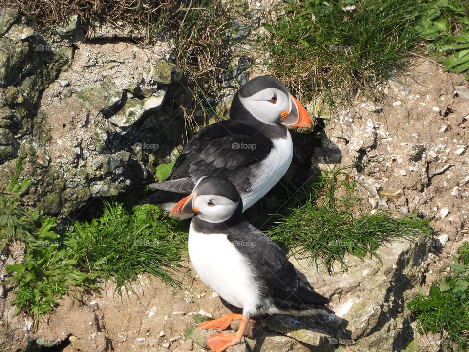 A pair of puffins on a cliff