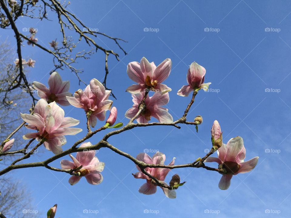 magnolia blossom