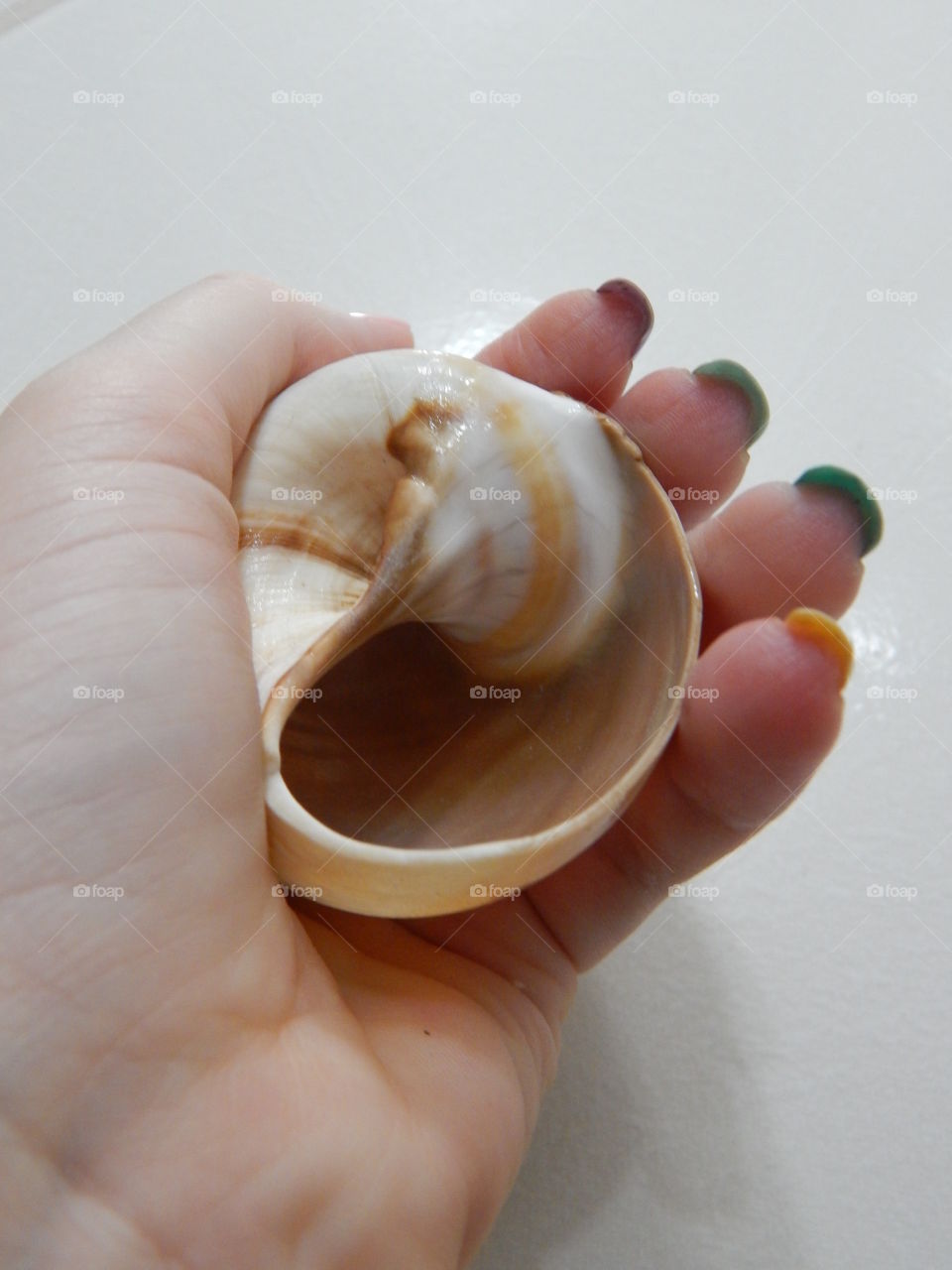 Inside the shell