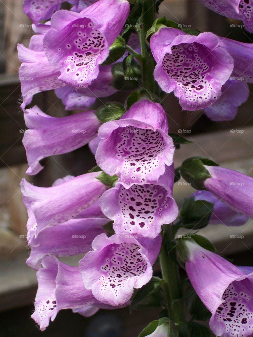 Closeup of foxglove flower blooming at outdoors