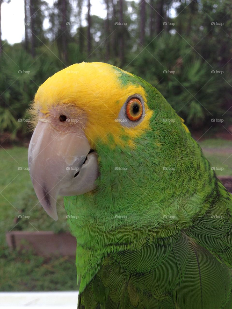 Inquisitive pet parrot