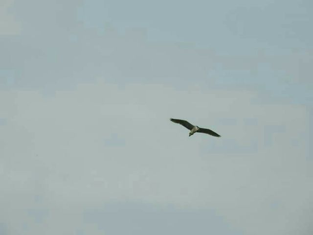 animal bird