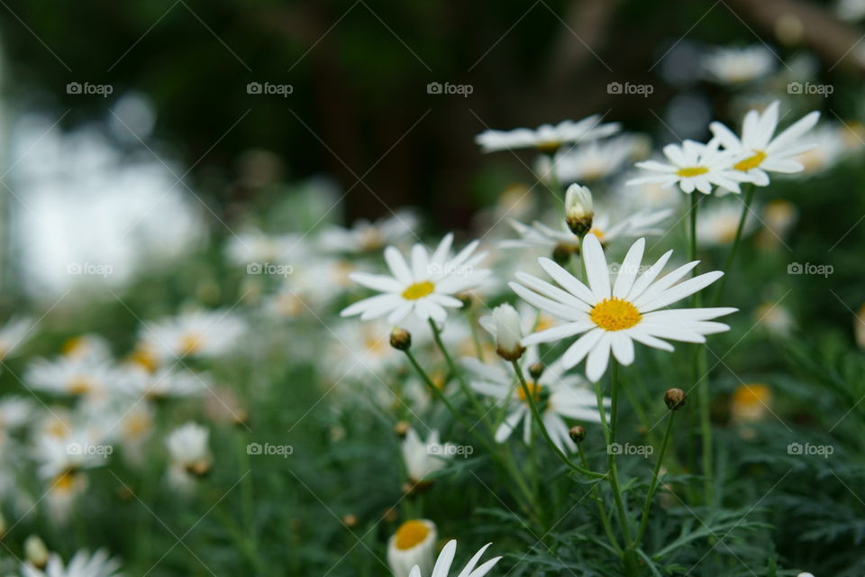High angle view of white flowers