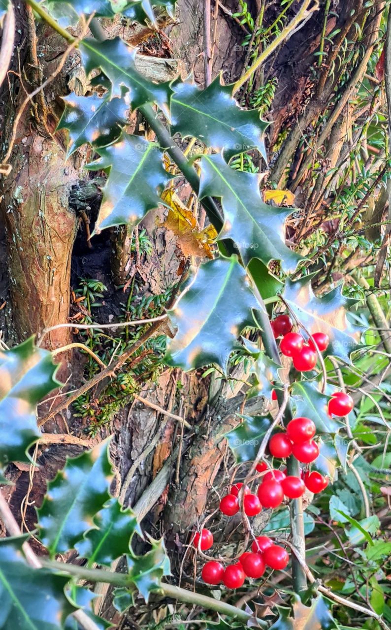 lovely photo of holly and its berries