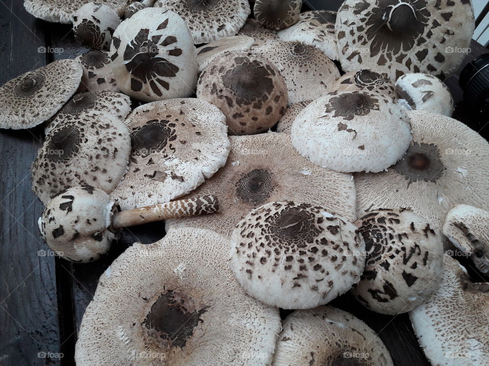 umbrella mushroom