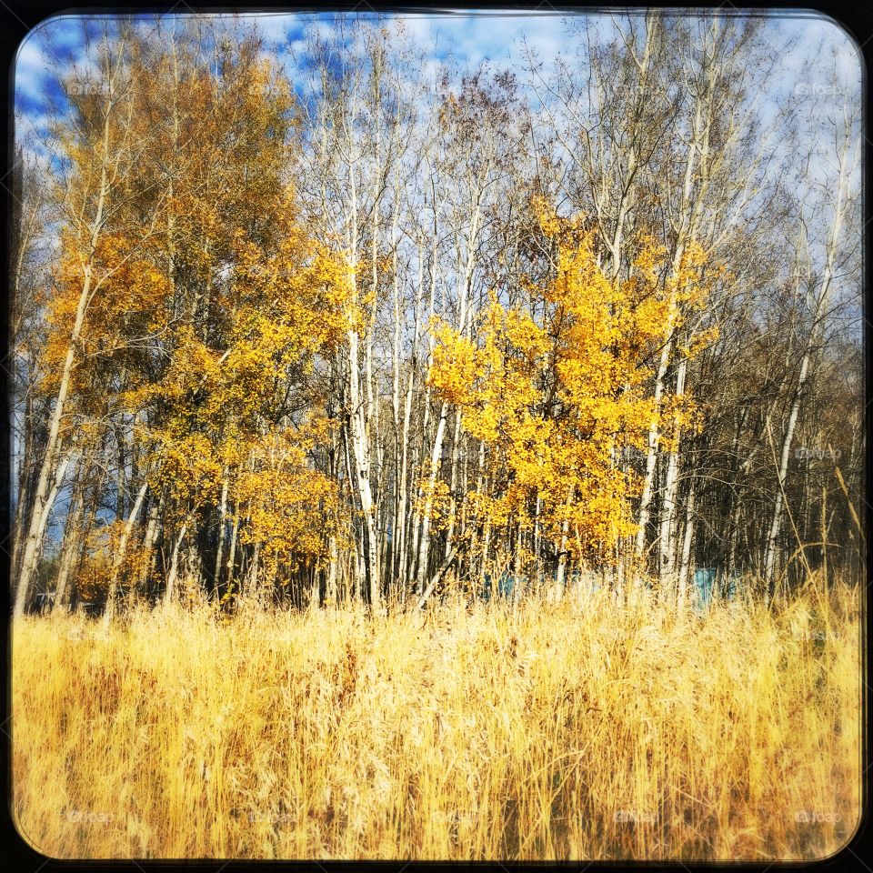 Autumn in Alberta 