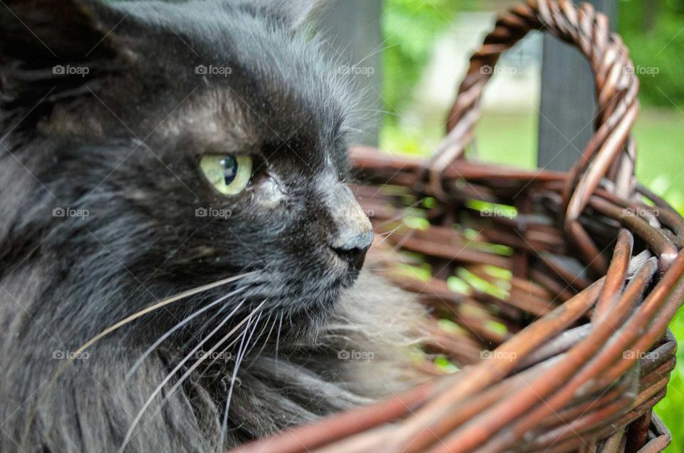 Close-up of cute cat