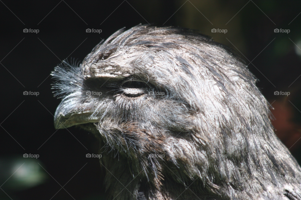 eye bird feathers australian by kshapley