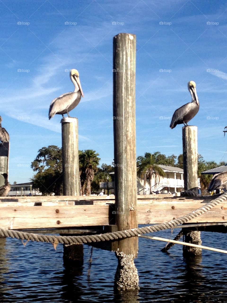 Two Pelicans 