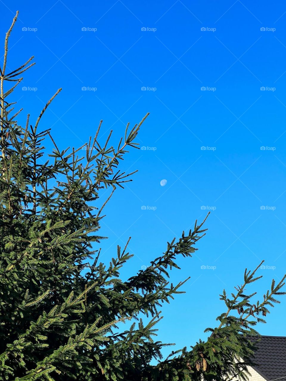 moon in the blue sky