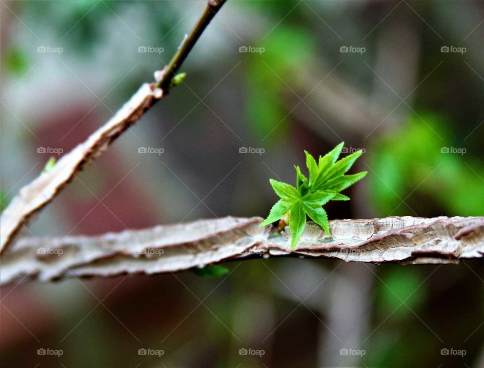 textures of bark and new leaves.